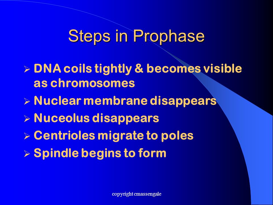Steps in Prophase  DNA coils tightly & becomes visible as chromosomes  Nuclear membrane disappears  Nuceolus disappears  Centrioles migrate to poles  Spindle begins to form copyright cmassengale
