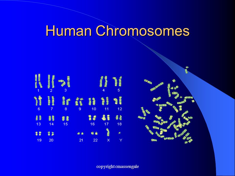 Human Chromosomes copyright cmassengale