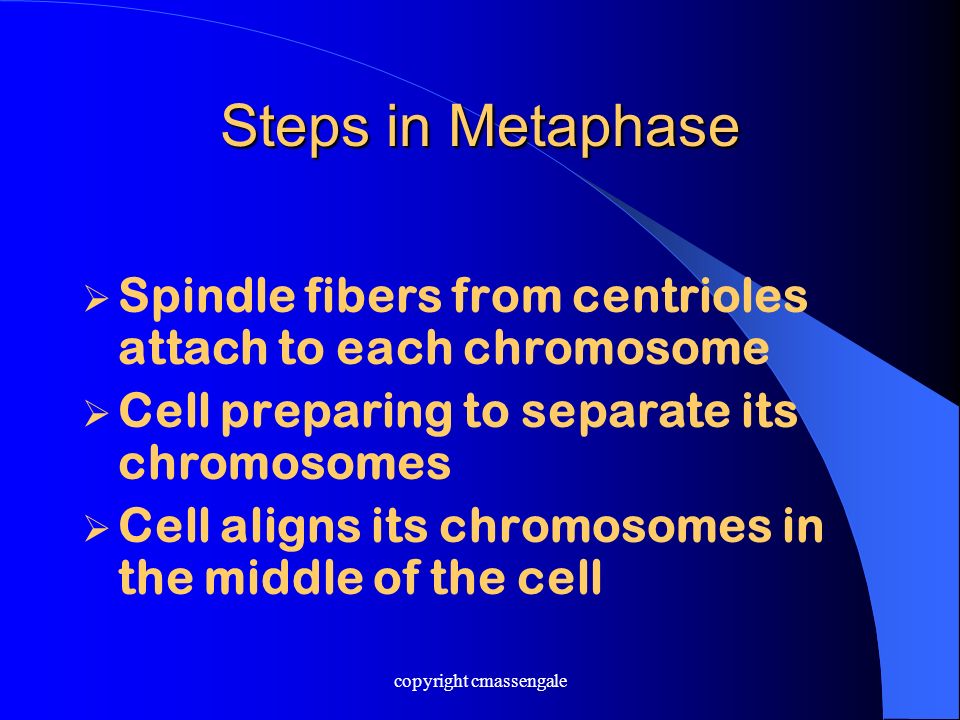 Steps in Metaphase  Spindle fibers from centrioles attach to each chromosome  Cell preparing to separate its chromosomes  Cell aligns its chromosomes in the middle of the cell copyright cmassengale