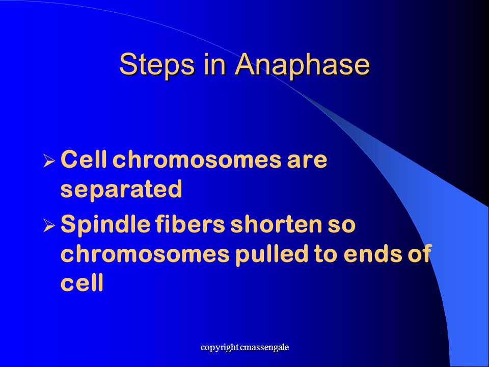 Steps in Anaphase  Cell chromosomes are separated  Spindle fibers shorten so chromosomes pulled to ends of cell copyright cmassengale