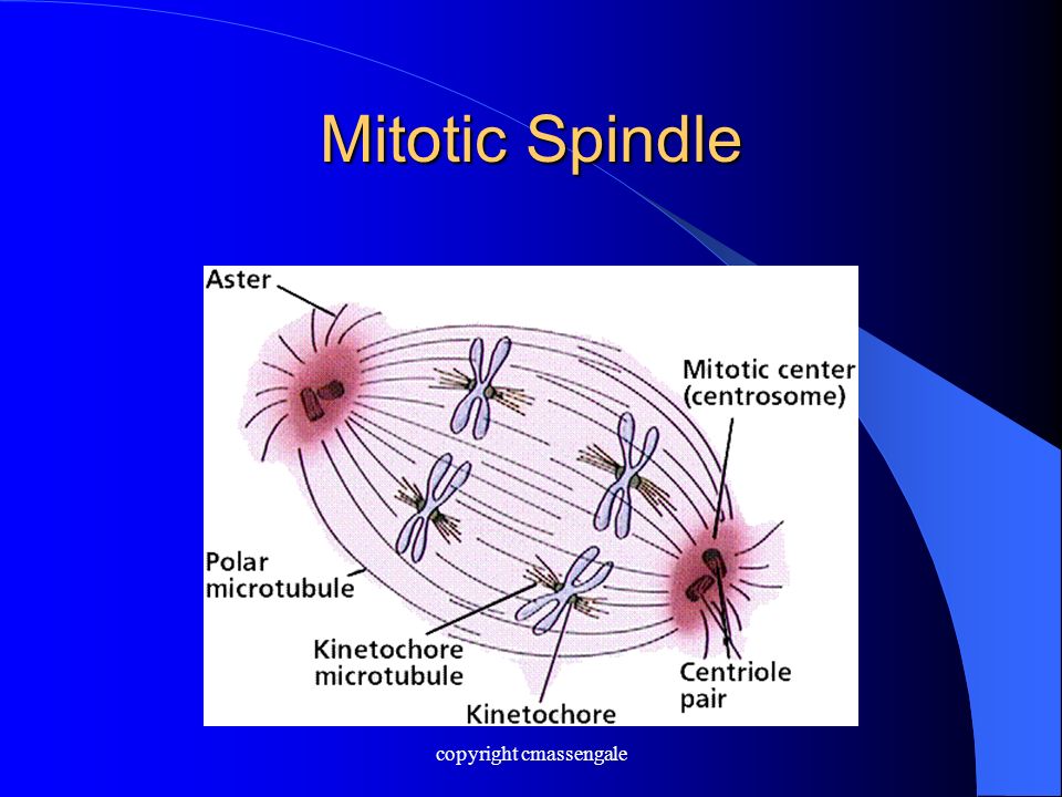 Mitotic Spindle copyright cmassengale