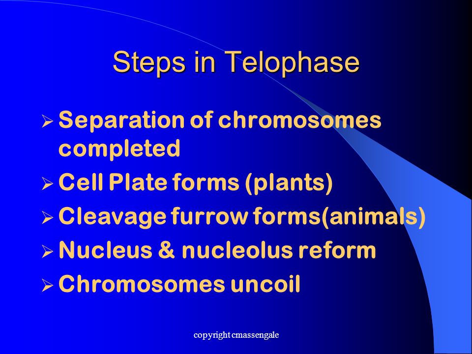Steps in Telophase  Separation of chromosomes completed  Cell Plate forms (plants)  Cleavage furrow forms(animals)  Nucleus & nucleolus reform  Chromosomes uncoil copyright cmassengale