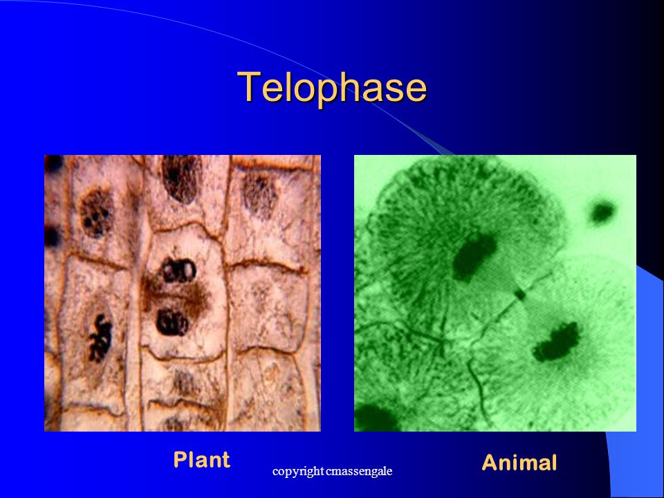 Telophase Plant Animal copyright cmassengale