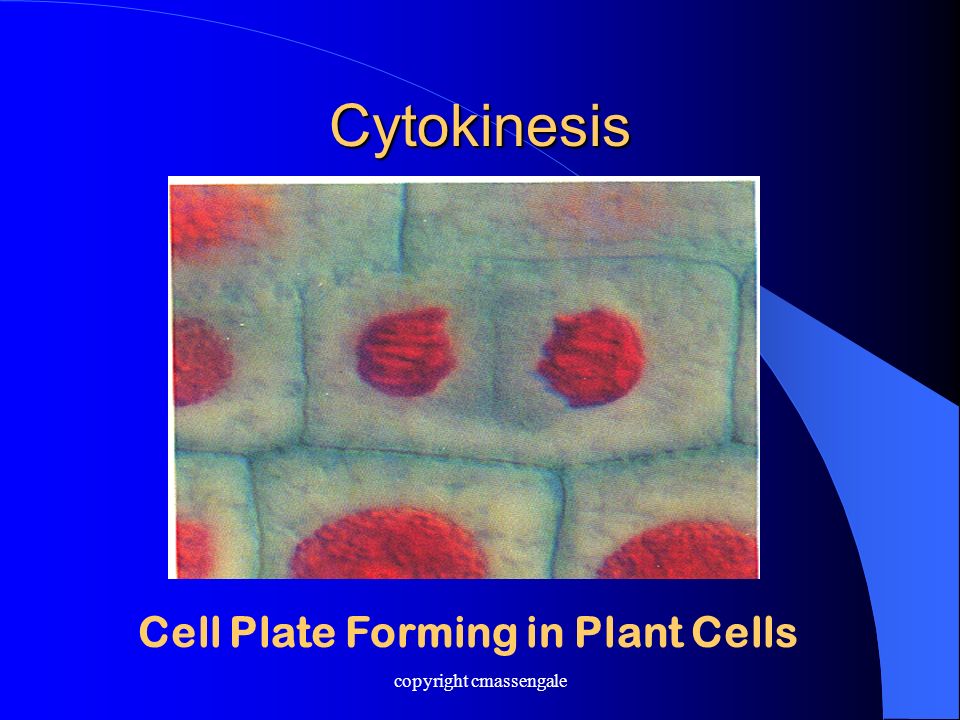 Cytokinesis Cell Plate Forming in Plant Cells copyright cmassengale