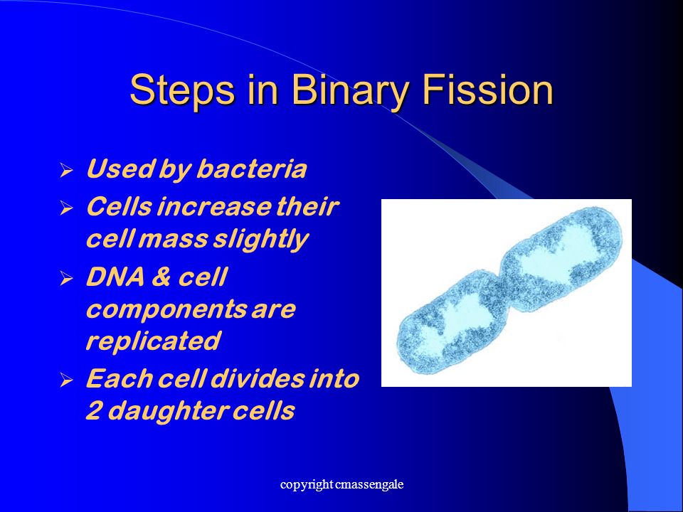 Steps in Binary Fission  Used by bacteria  Cells increase their cell mass slightly  DNA & cell components are replicated  Each cell divides into 2 daughter cells copyright cmassengale
