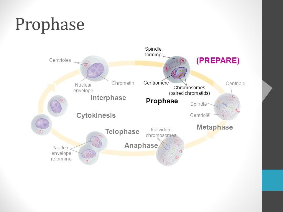 Centrioles Chromatin Interphase Nuclear envelope Cytokinesis Nuclear envelope reforming Telophase Anaphase Individual chromosomes Metaphase Centriole Spindle Centriole Chromosomes (paired chromatids) Prophase Centromere Spindle forming Prophase (PREPARE)