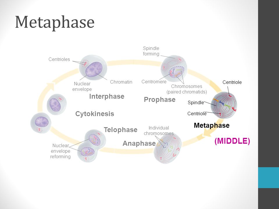 Centrioles Chromatin Interphase Nuclear envelope Cytokinesis Nuclear envelope reforming Telophase Anaphase Individual chromosomes Metaphase Centriole Spindle Centriole Chromosomes (paired chromatids) Prophase Centromere Spindle forming Metaphase (MIDDLE)