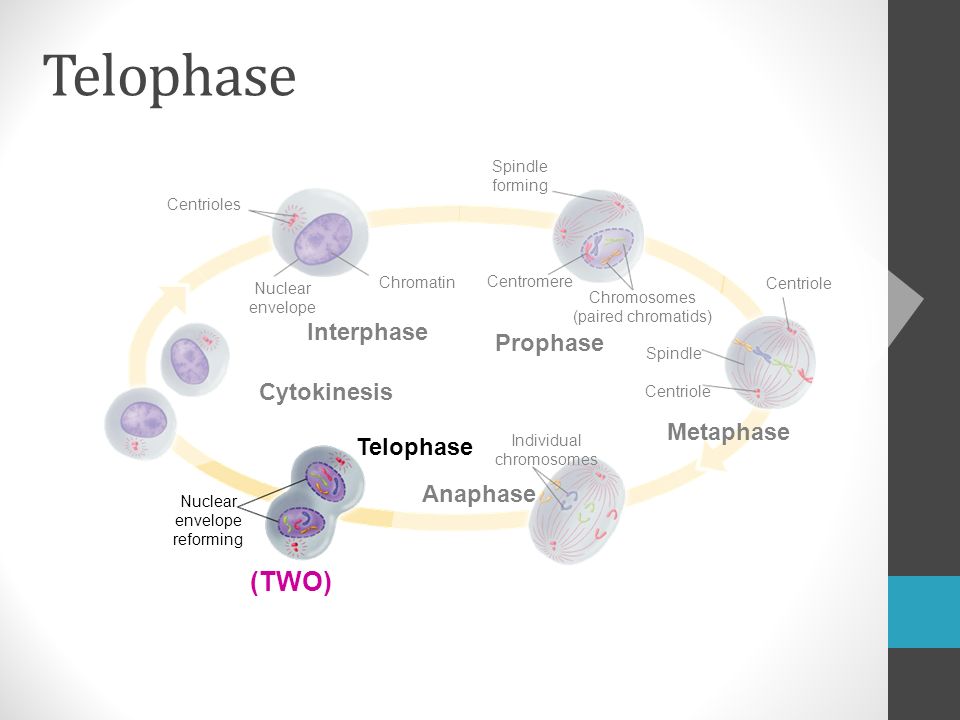 Centrioles Chromatin Interphase Nuclear envelope Cytokinesis Nuclear envelope reforming Telophase Anaphase Individual chromosomes Metaphase Centriole Spindle Centriole Chromosomes (paired chromatids) Prophase Centromere Spindle forming Telophase (TWO)