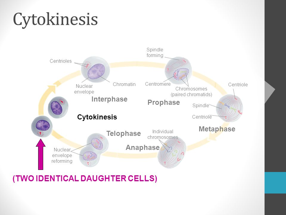 Centrioles Chromatin Interphase Nuclear envelope Cytokinesis Nuclear envelope reforming Telophase Anaphase Individual chromosomes Metaphase Centriole Spindle Centriole Chromosomes (paired chromatids) Prophase Centromere Spindle forming Cytokinesis (TWO IDENTICAL DAUGHTER CELLS)
