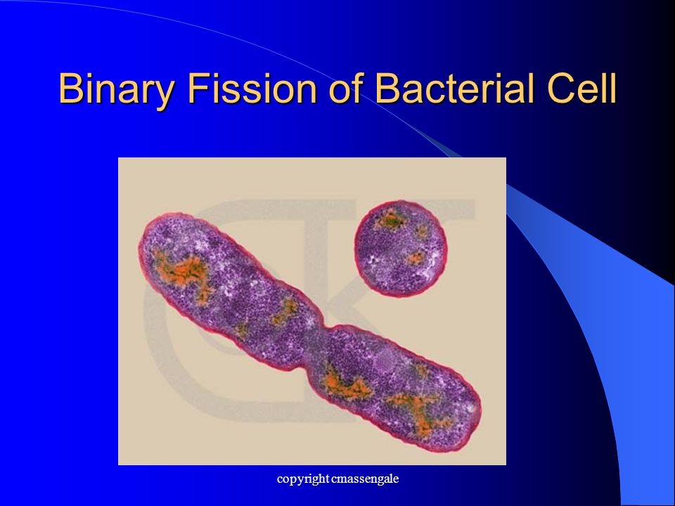 Binary Fission of Bacterial Cell copyright cmassengale