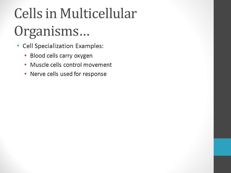 Cells in Multicellular Organisms… Cell Specialization Examples: Blood cells carry oxygen Muscle cells control movement Nerve cells used for response