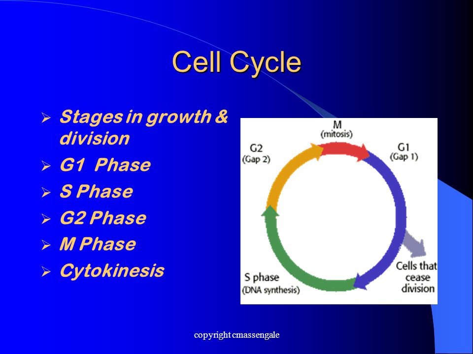 Cell Cycle  Stages in growth & division  G1 Phase  S Phase  G2 Phase  M Phase  Cytokinesis copyright cmassengale