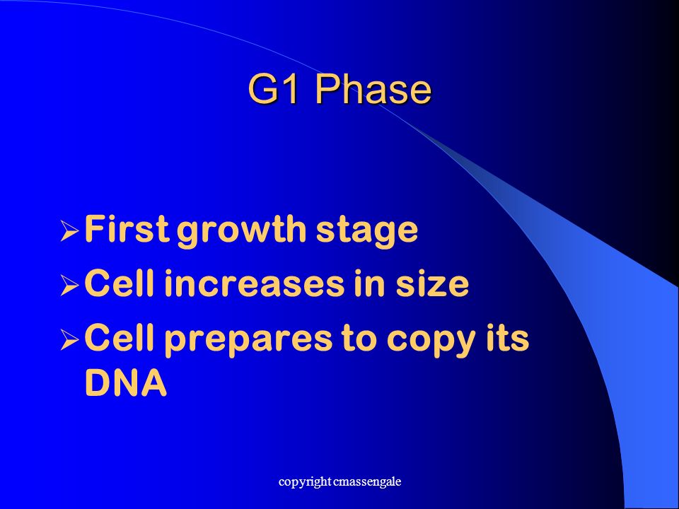 G1 Phase  First growth stage  Cell increases in size  Cell prepares to copy its DNA copyright cmassengale