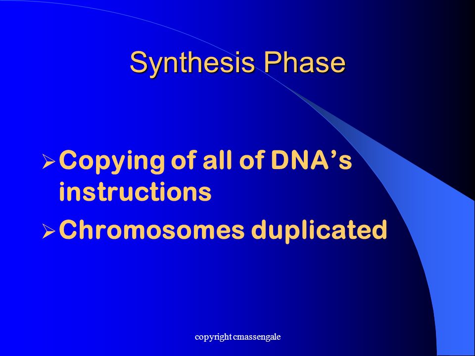 Synthesis Phase  Copying of all of DNA’s instructions  Chromosomes duplicated copyright cmassengale