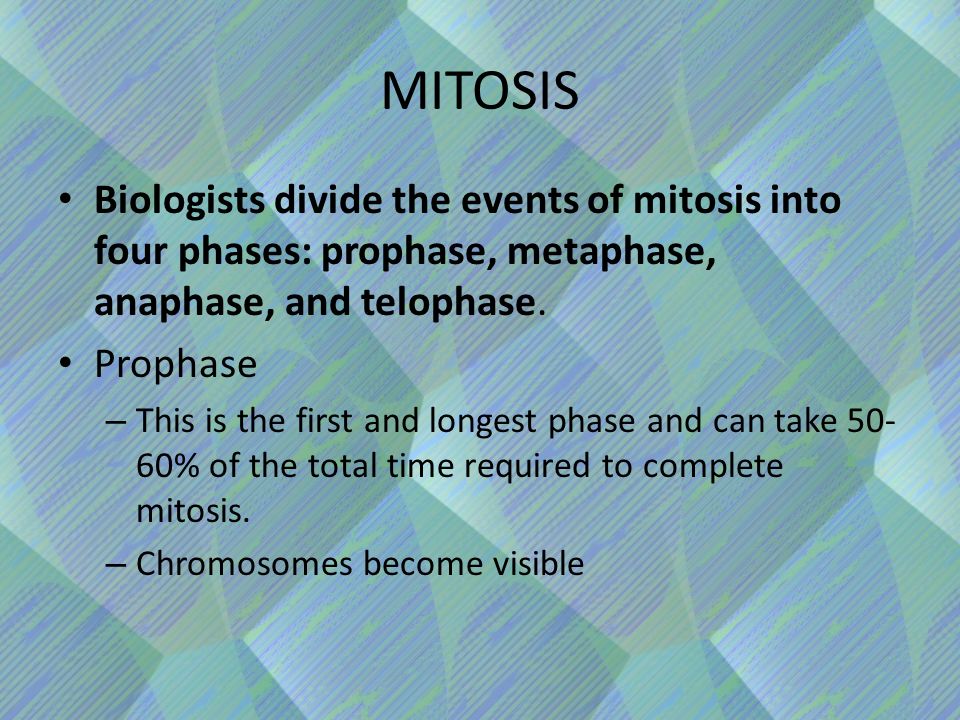 Biologists divide the events of mitosis into four phases: prophase, metaphase, anaphase, and telophase.