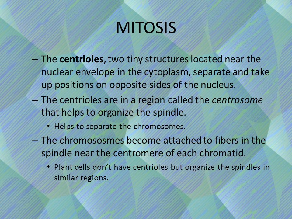 MITOSIS – The centrioles, two tiny structures located near the nuclear envelope in the cytoplasm, separate and take up positions on opposite sides of the nucleus.