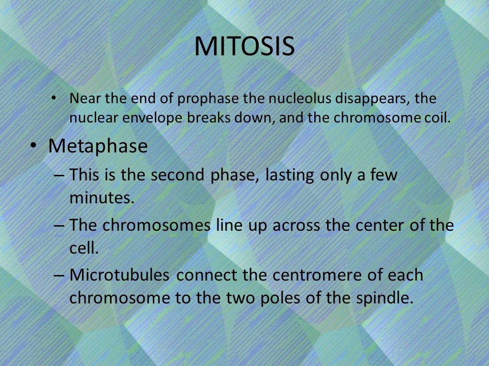 MITOSIS Near the end of prophase the nucleolus disappears, the nuclear envelope breaks down, and the chromosome coil.