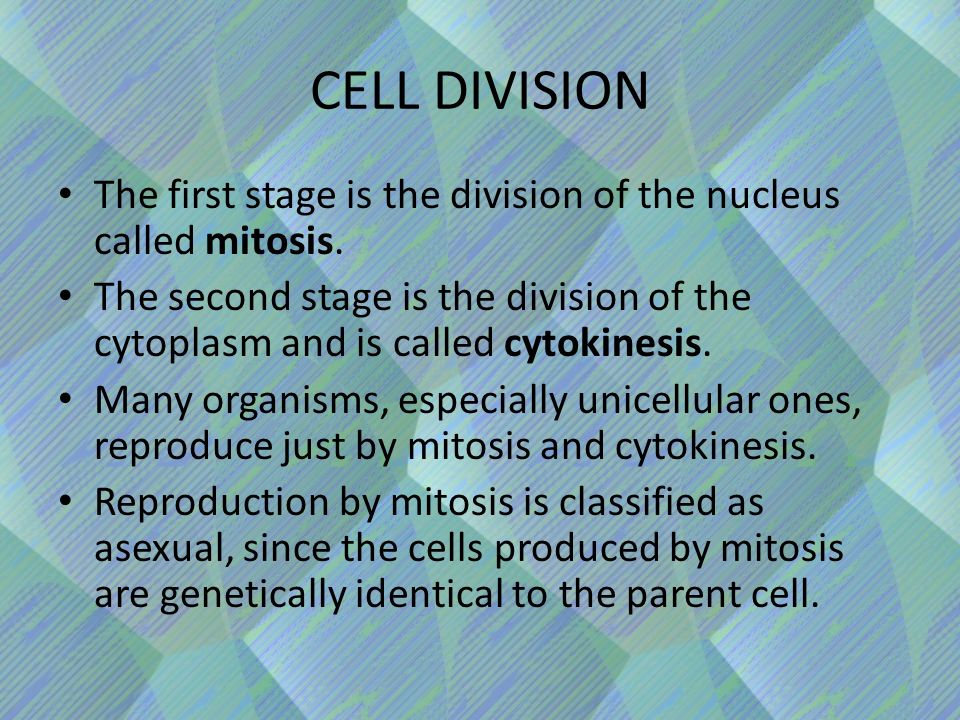 CELL DIVISION The first stage is the division of the nucleus called mitosis.