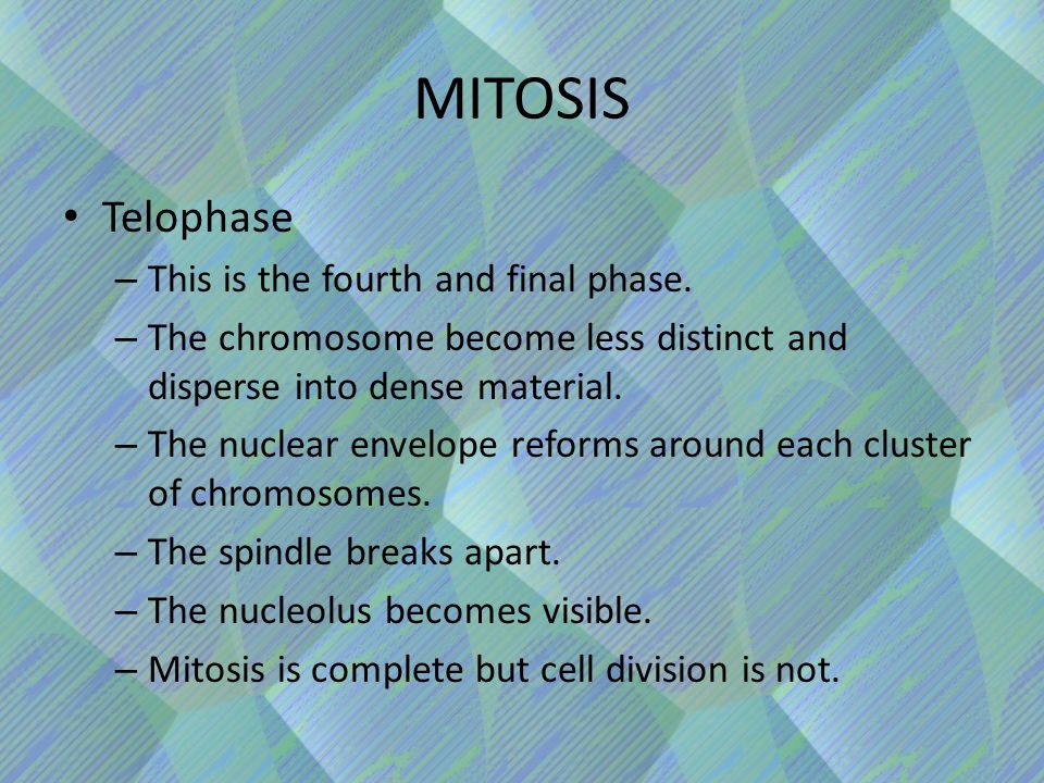 Telophase – This is the fourth and final phase.