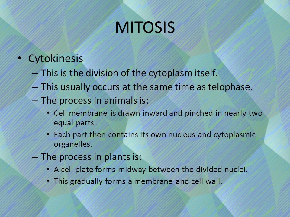 MITOSIS Cytokinesis – This is the division of the cytoplasm itself.