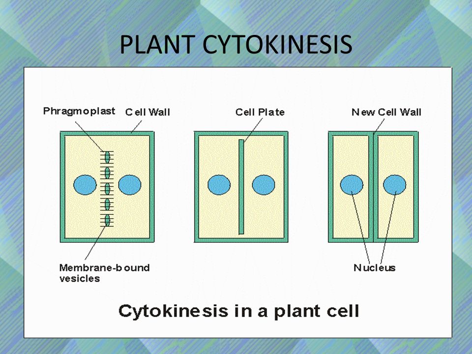 PLANT CYTOKINESIS
