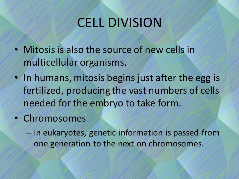 CELL DIVISION Mitosis is also the source of new cells in multicellular organisms.
