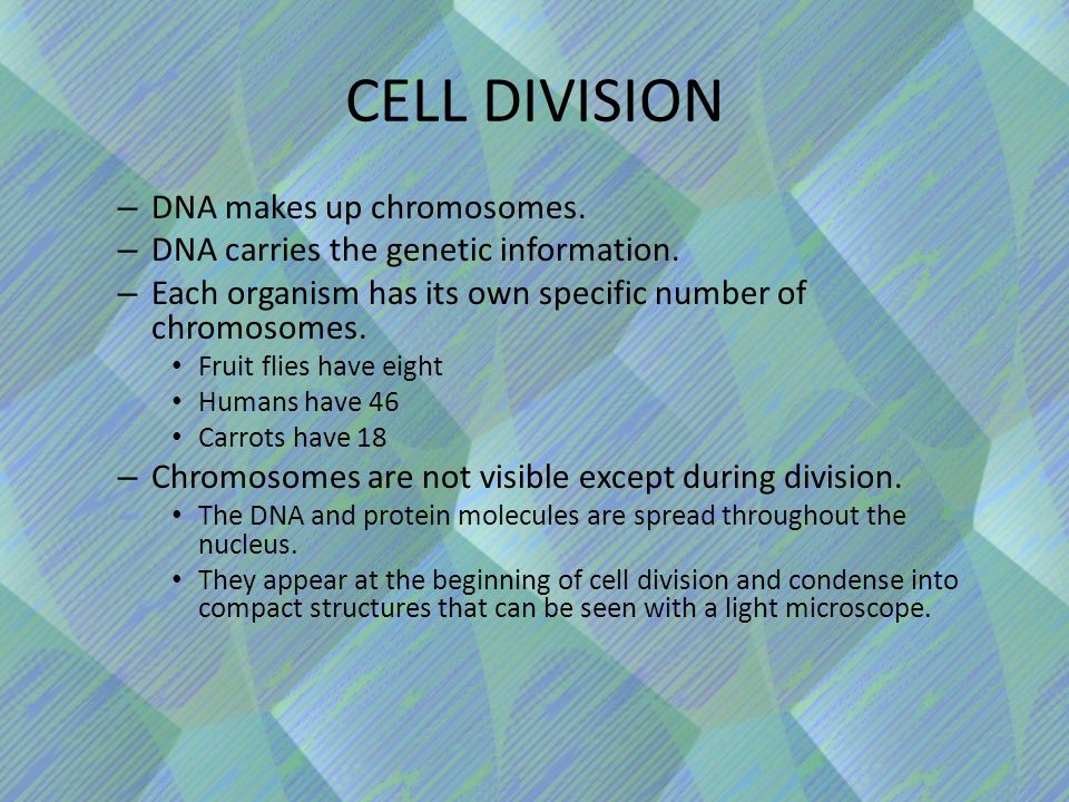 CELL DIVISION – DNA makes up chromosomes. – DNA carries the genetic information.