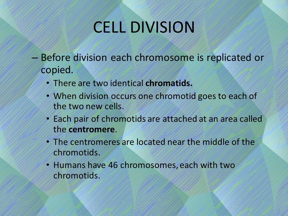 CELL DIVISION – Before division each chromosome is replicated or copied.