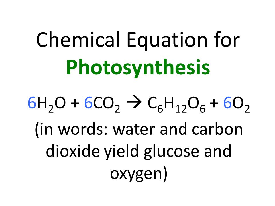 Activity 1 Investigating Plants In The Light What Happens When 30 Chemical Equation For Photosynthesis 6h 2 O 6co C 6 H 12 6o In Words Water And Carbon Dioxide Yield Glucose Oxygen