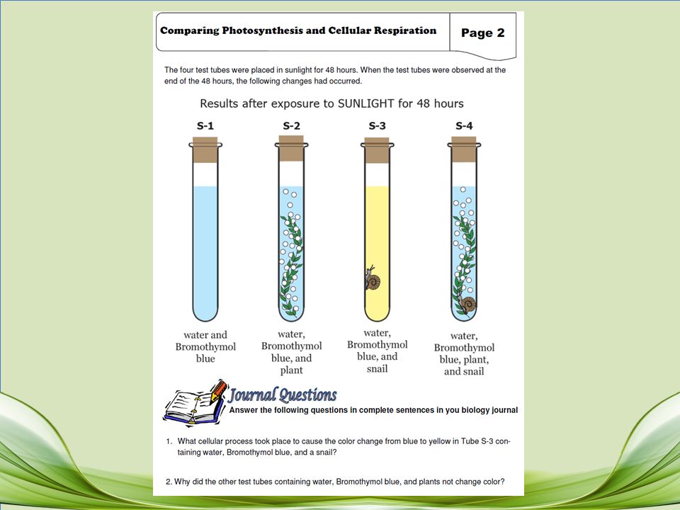 comparing photosynthesis and cellular respiration Chapter 9: cellular respiration and fermentation complete the table comparing photosynthesis and cellular respiration chapter 9: cellular respiration and. comparing photosynthesis and cellular respiration Chapter 9: cellular respiration and fermentation complete the table comparing photosynthesis and cellular respiration chapter 9: cellular respiration and.