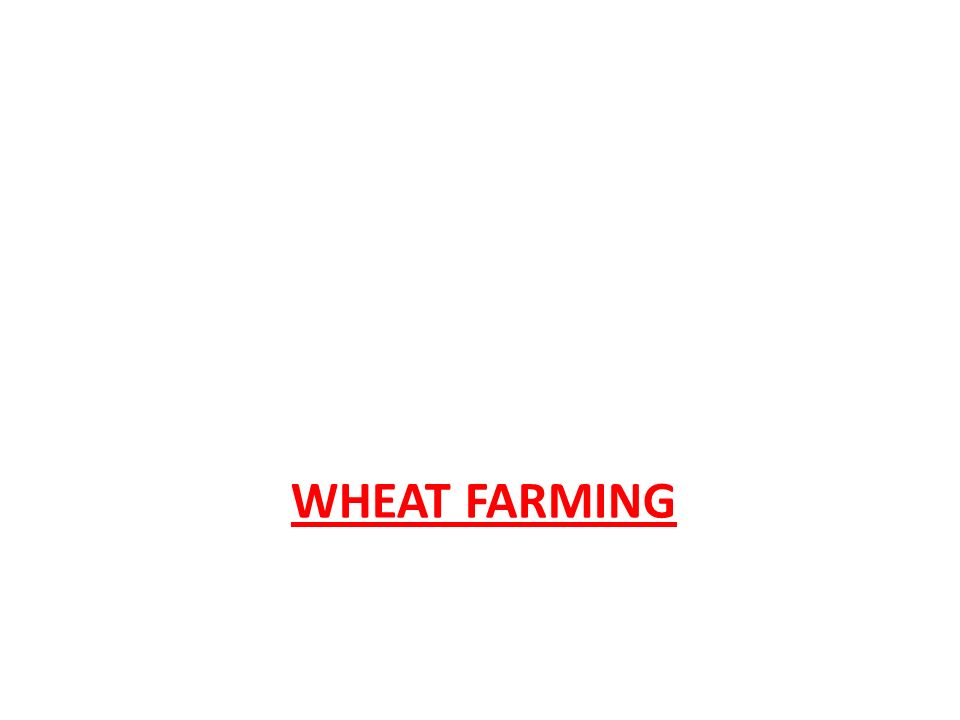 WHEAT FARMING