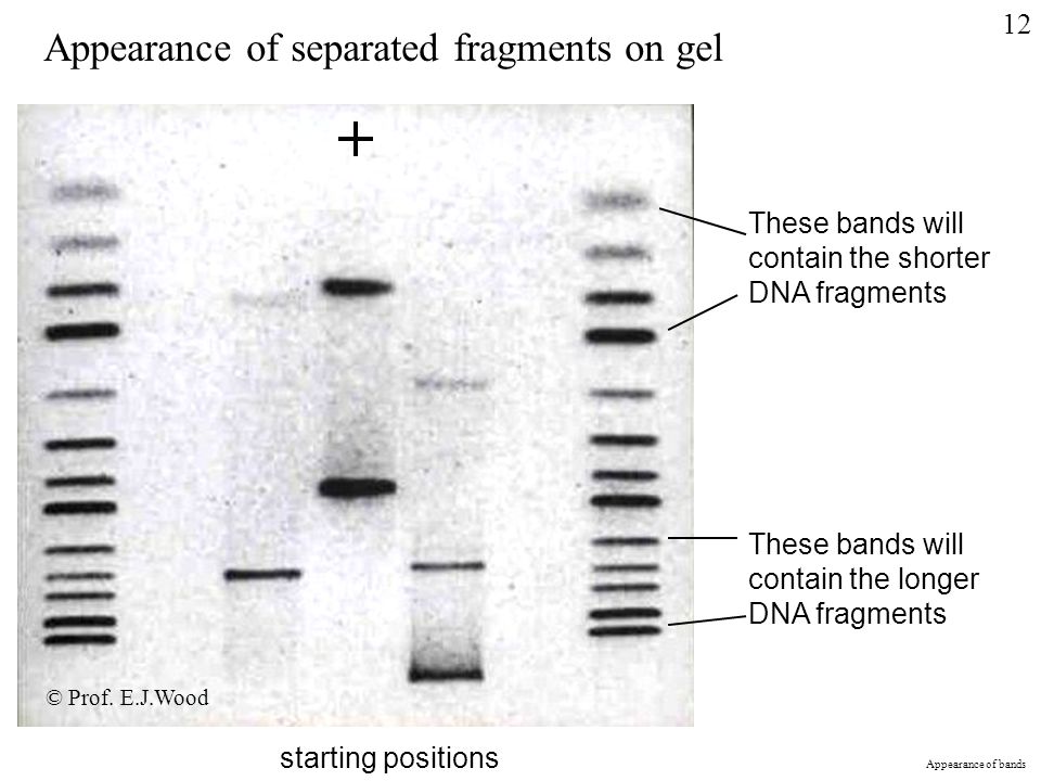Appearance of separated fragments on gel These bands will contain the shorter DNA fragments These bands will contain the longer DNA fragments starting positions Appearance of bands 12 © Prof.