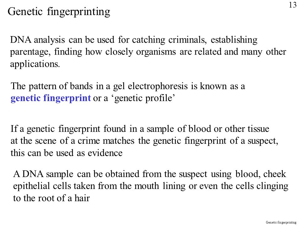 Genetic fingerprinting DNA analysis can be used for catching criminals, establishing parentage, finding how closely organisms are related and many other applications.