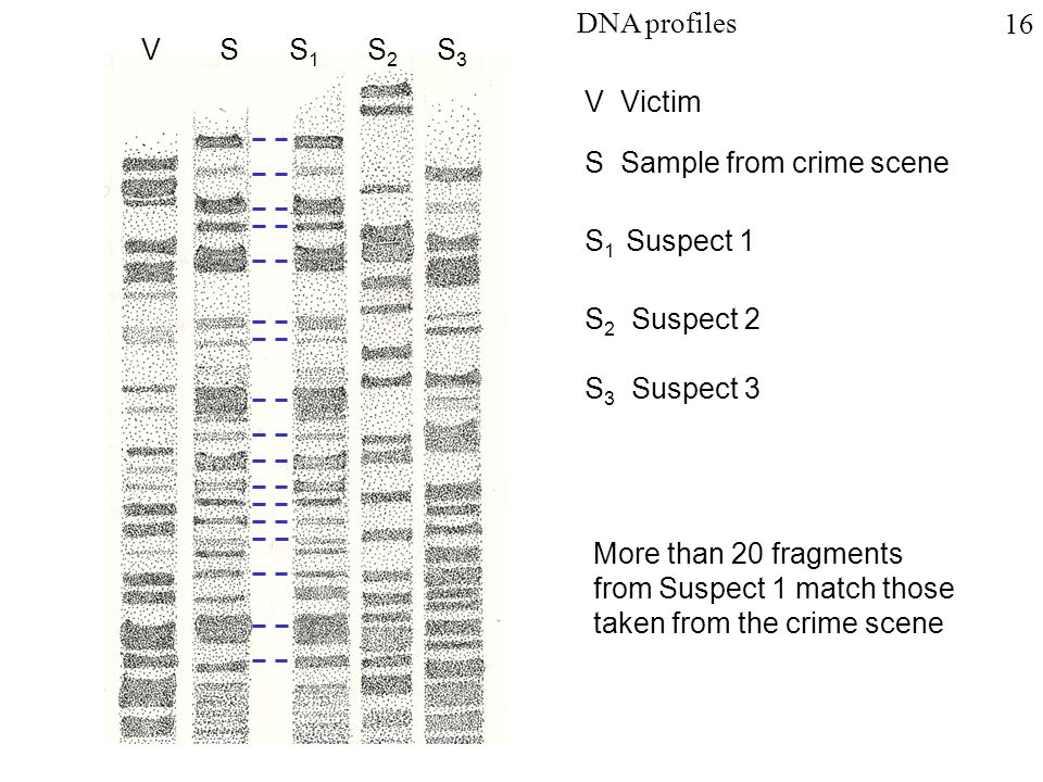 VSS1S1 S2S2 S3S3 V Victim S Sample from crime scene S 1 Suspect 1 S 2 Suspect 2 S 3 Suspect 3 More than 20 fragments from Suspect 1 match those taken from the crime scene DNA profiles 16
