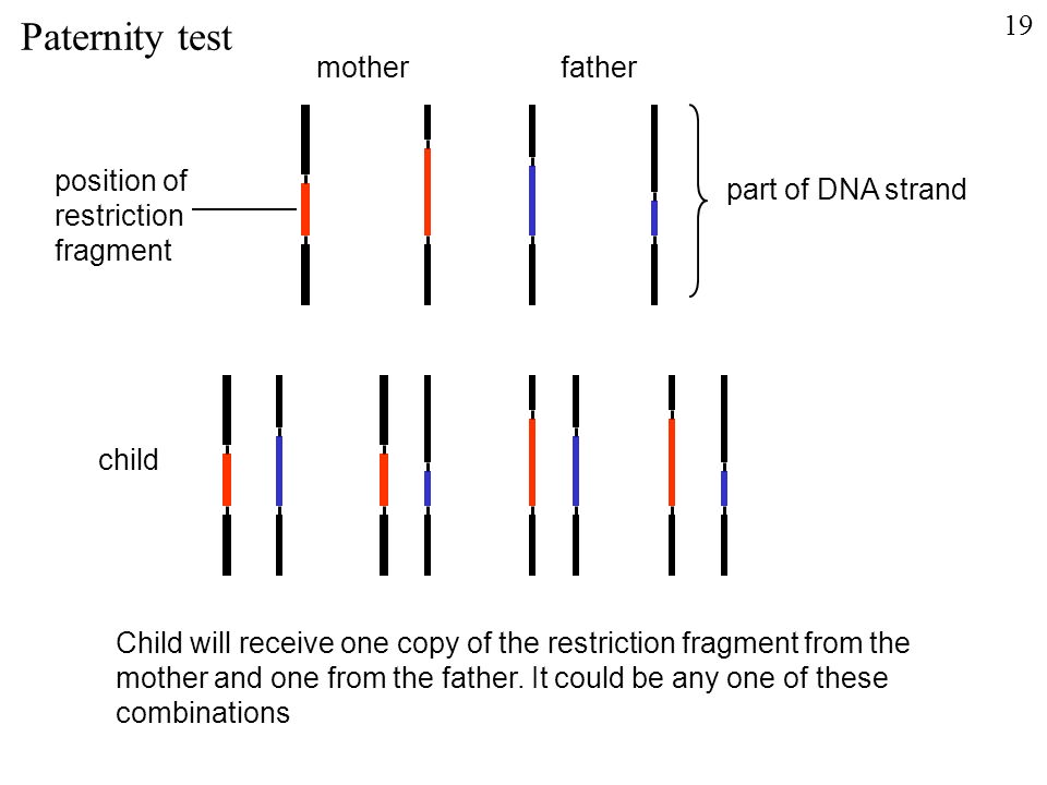 position of restriction fragment part of DNA strand motherfather Child will receive one copy of the restriction fragment from the mother and one from the father.