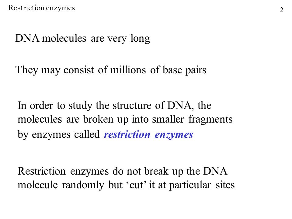 DNA molecules are very long They may consist of millions of base pairs In order to study the structure of DNA, the molecules are broken up into smaller fragments by enzymes called restriction enzymes Restriction enzymes do not break up the DNA molecule randomly but ‘cut’ it at particular sites 2 Restriction enzymes