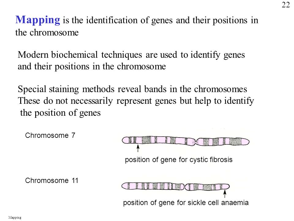 Mapping is the identification of genes and their positions in the chromosome Modern biochemical techniques are used to identify genes and their positions in the chromosome Special staining methods reveal bands in the chromosomes These do not necessarily represent genes but help to identify the position of genes Chromosome 7 Chromosome 11 position of gene for cystic fibrosis position of gene for sickle cell anaemia Mapping 22