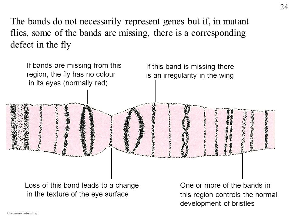 The bands do not necessarily represent genes but if, in mutant flies, some of the bands are missing, there is a corresponding defect in the fly If bands are missing from this region, the fly has no colour in its eyes (normally red) If this band is missing there is an irregularity in the wing Loss of this band leads to a change in the texture of the eye surface One or more of the bands in this region controls the normal development of bristles Chromosome banding 24