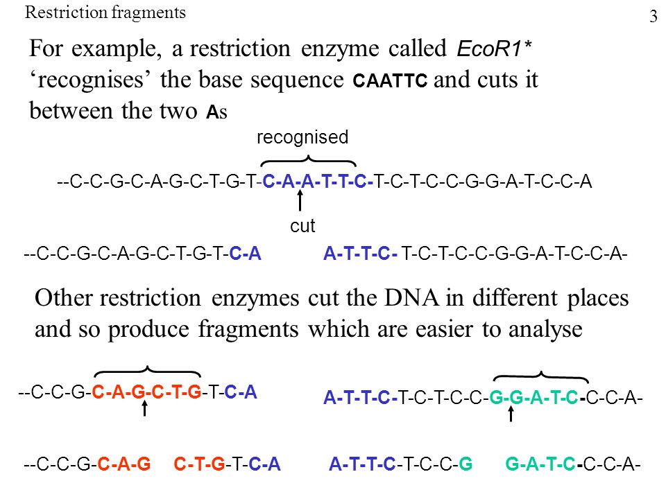 For example, a restriction enzyme called EcoR1* ‘recognises’ the base sequence CAATTC and cuts it between the two A s --C-C-G-C-A-G-C-T-G-T-C-A-A-T-T-C-T-C-T-C-C-G-G-A-T-C-C-A recognised cut --C-C-G-C-A-G-C-T-G-T-C-A Other restriction enzymes cut the DNA in different places and so produce fragments which are easier to analyse --C-C-G-C-A-G-C-T-G-T-C-A --C-C-G-C-A-GC-T-G-T-C-AA-T-T-C-T-C-C-GG-A-T-C-C-C-A- A-T-T-C-T-C-T-C-C-G-G-A-T-C-C-C-A- A-T-T-C-T-C-T-C-C-G-G-A-T-C-C-A- Restriction fragments 3