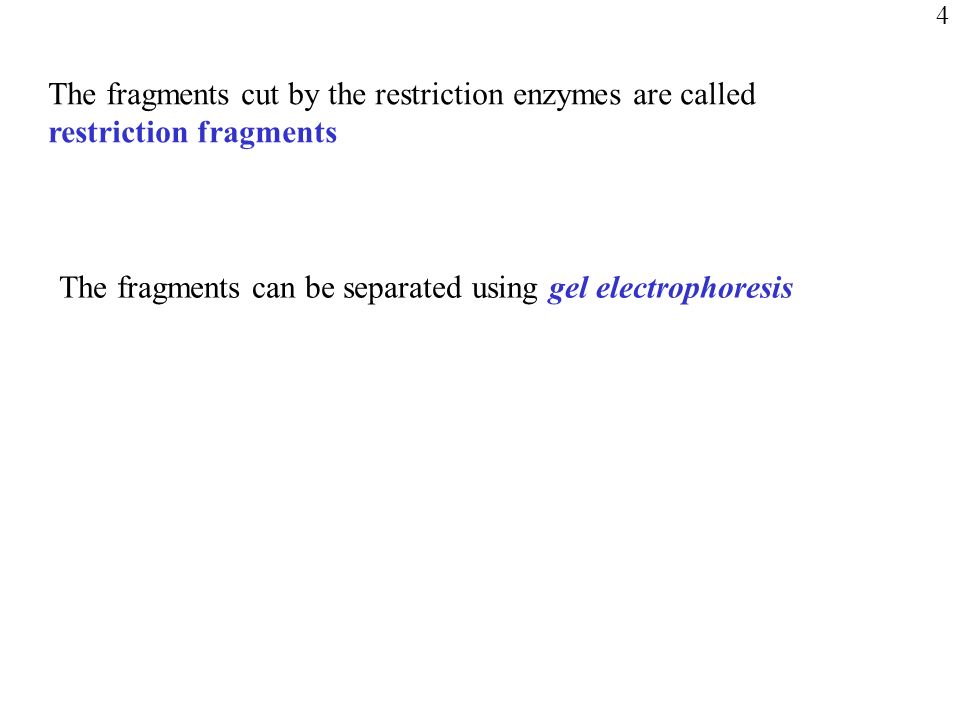 The fragments cut by the restriction enzymes are called restriction fragments 4 The fragments can be separated using gel electrophoresis
