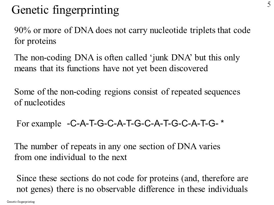 Genetic fingerprinting 90% or more of DNA does not carry nucleotide triplets that code for proteins The non-coding DNA is often called ‘junk DNA’ but this only means that its functions have not yet been discovered Some of the non-coding regions consist of repeated sequences of nucleotides For example -C-A-T-G-C-A-T-G-C-A-T-G-C-A-T-G- * The number of repeats in any one section of DNA varies from one individual to the next Since these sections do not code for proteins (and, therefore are not genes) there is no observable difference in these individuals Genetic fingerprinting 5