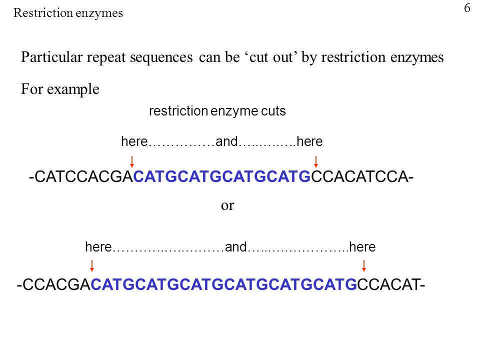 Particular repeat sequences can be ‘cut out’ by restriction enzymes For example -CATCCACGACATGCATGCATGCATGCCACATCCA- restriction enzyme cuts here……………and…..….…..here or -CCACGACATGCATGCATGCATGCATGCATGCCACAT- here…….…..…..………and…...….…………..here Restriction enzymes 6