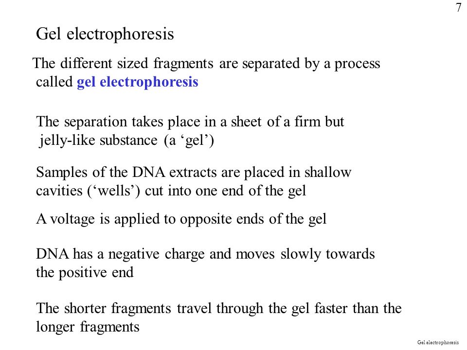 Gel electrophoresis The different sized fragments are separated by a process called gel electrophoresis The separation takes place in a sheet of a firm but jelly-like substance (a ‘gel’) Samples of the DNA extracts are placed in shallow cavities (‘wells’) cut into one end of the gel A voltage is applied to opposite ends of the gel DNA has a negative charge and moves slowly towards the positive end The shorter fragments travel through the gel faster than the longer fragments Gel electrophoresis 7
