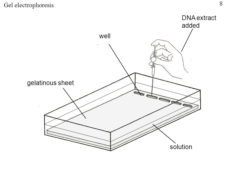 gelatinous sheet well solution DNA extract added Gel electrophoresis 8