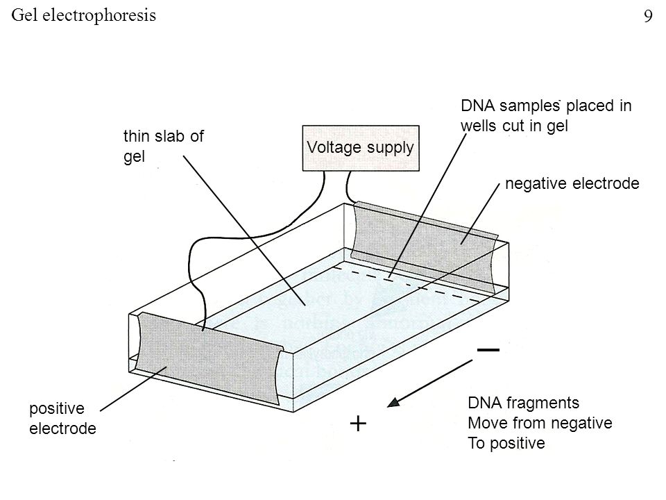 Voltage supply negative electrode DNA samples placed in wells cut in gel positive electrode thin slab of gel + DNA fragments Move from negative To positive Gel electrophoresis 9