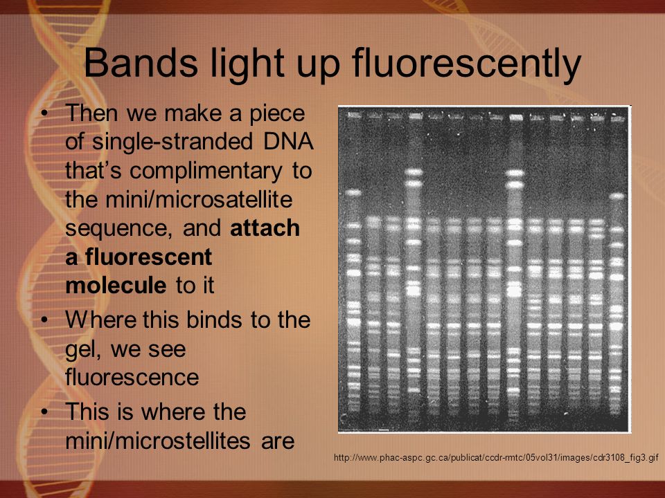 Bands light up fluorescently Then we make a piece of single-stranded DNA that’s complimentary to the mini/microsatellite sequence, and attach a fluorescent molecule to it Where this binds to the gel, we see fluorescence This is where the mini/microstellites are