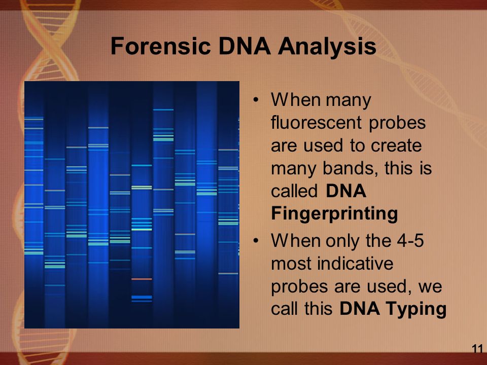 Forensic DNA Analysis When many fluorescent probes are used to create many bands, this is called DNA Fingerprinting When only the 4-5 most indicative probes are used, we call this DNA Typing 11