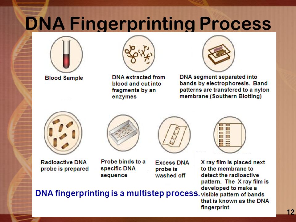 DNA Fingerprinting Process DNA fingerprinting is a multistep process. 12