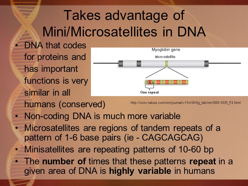 Takes advantage of Mini/Microsatellites in DNA DNA that codes for proteins and has important functions is very similar in all humans (conserved) Non-coding DNA is much more variable Microsatellites are regions of tandem repeats of a pattern of 1-6 base pairs (ie - CAGCAGCAG) Minisatellites are repeating patterns of bp The number of times that these patterns repeat in a given area of DNA is highly variable in humans