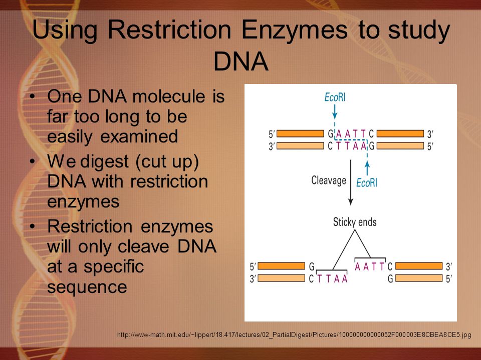 Using Restriction Enzymes to study DNA One DNA molecule is far too long to be easily examined We digest (cut up) DNA with restriction enzymes Restriction enzymes will only cleave DNA at a specific sequence